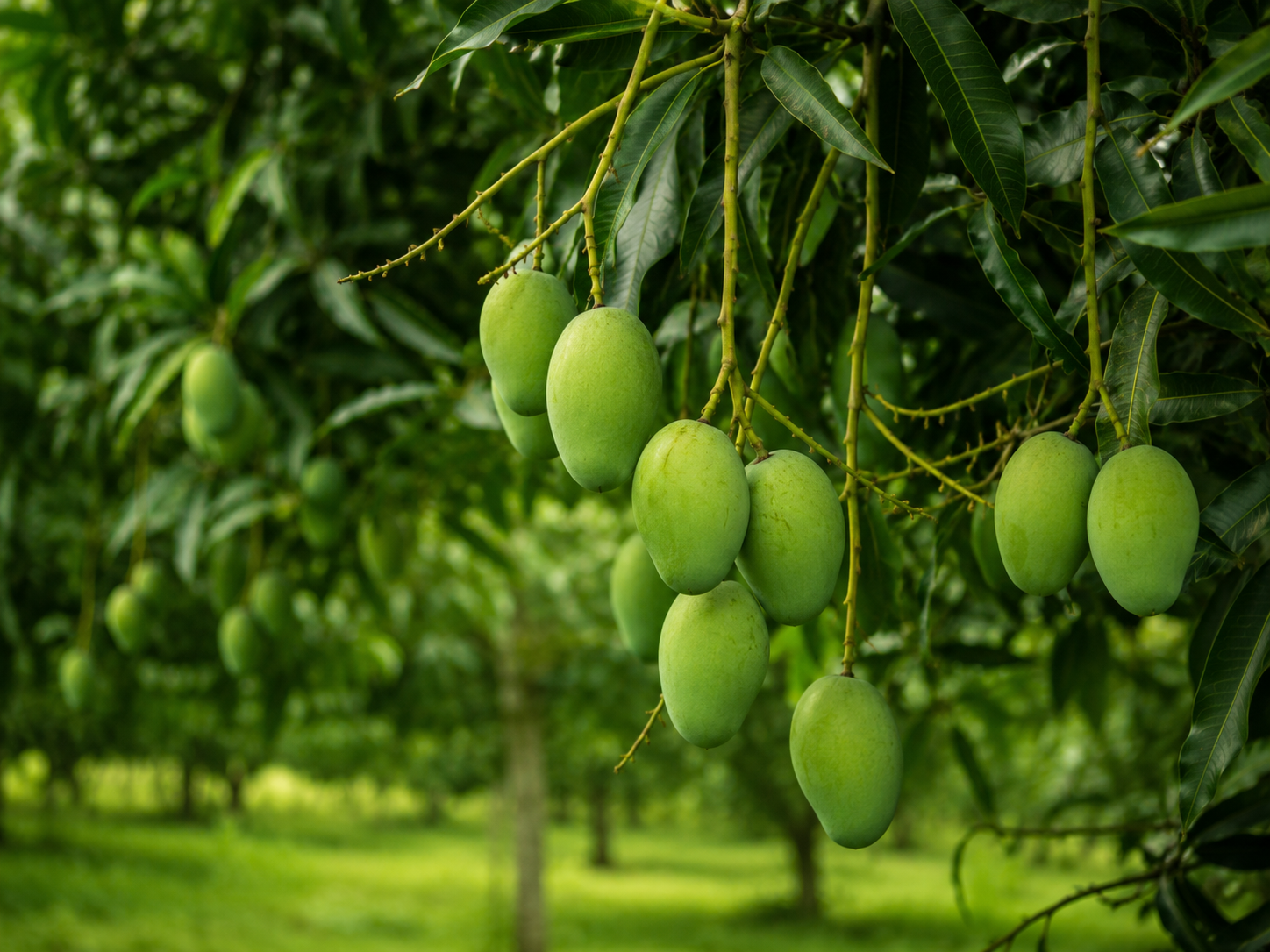 Selected mangoes and produce