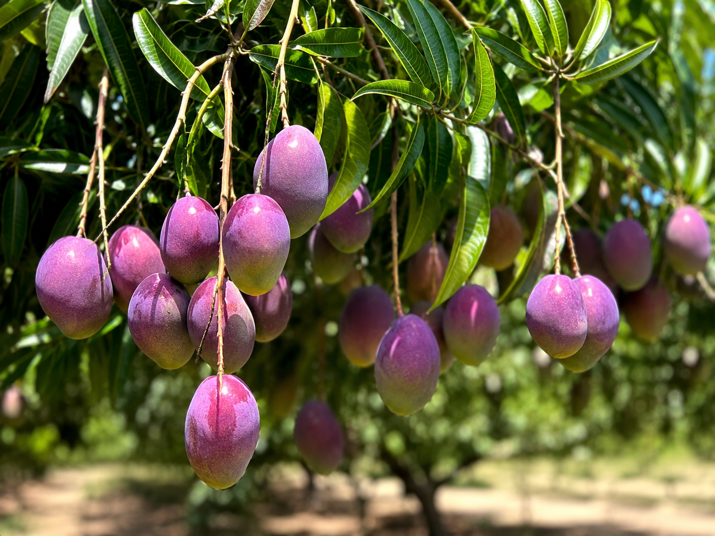 Rajshahi orchard setting