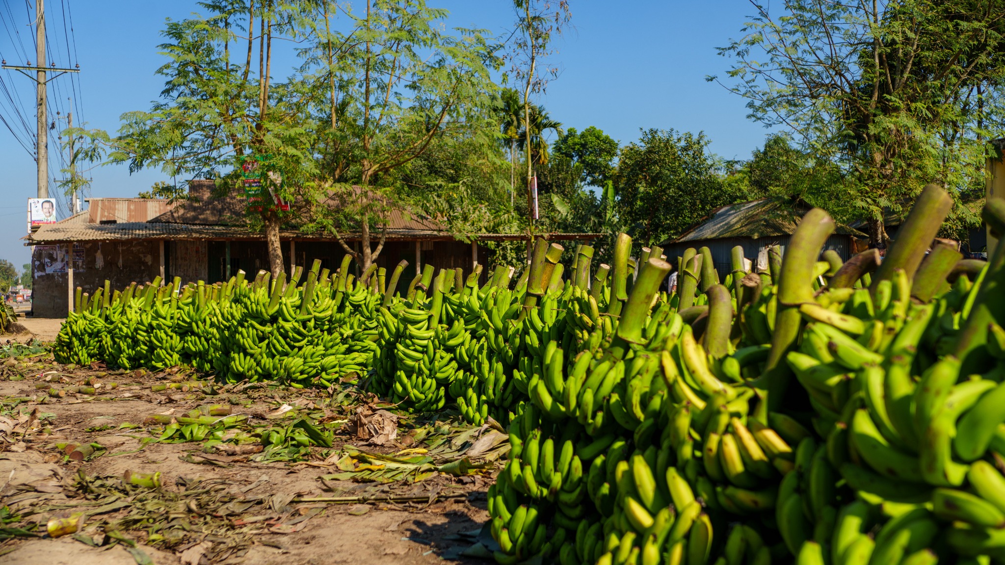Agro & Food from Bangladesh
