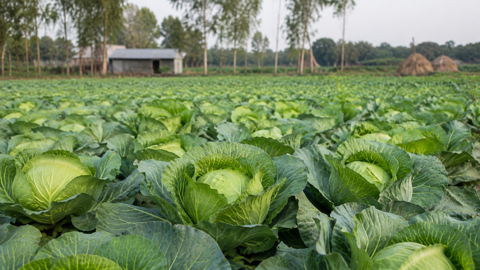 Agro and food gallery image 4