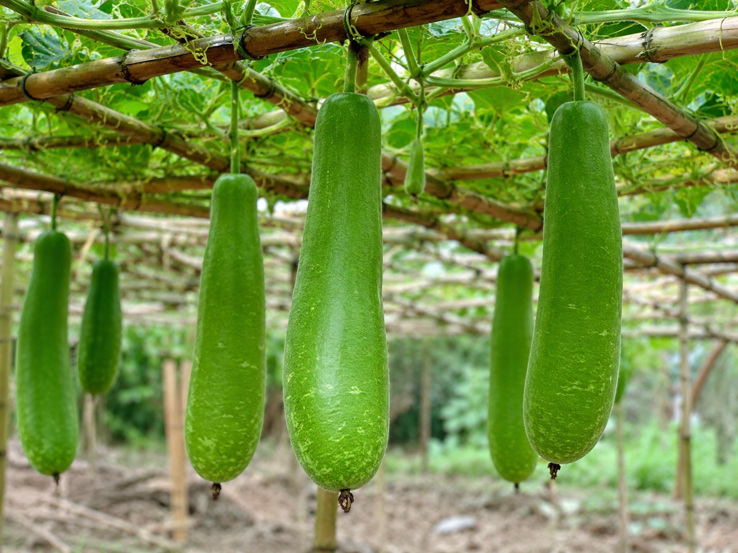 Agro and food gallery image 5